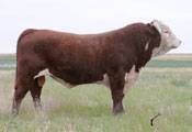 LCI 31R KING STANMORE 159T